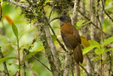 Slender-billed Scimitar Babbler