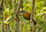 Slender-billed Scimitar Babbler