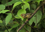 Yellow-throated Fulvetta