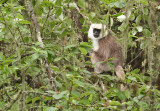 Grey Macaque