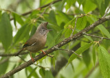 Stripe-throated Yuhina