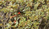 Fire-tailed Sunbird