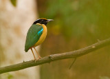 Ornate Pitta