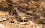 Barred Dove