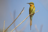 Blue-tailed Bee-eater