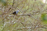 Banded Fruit Dove