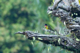 Bare-throated Whistler