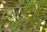 Cream-browed Dark-eye