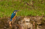 Common Kingfisher (Flores subspecies)