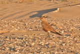 Australian Pratincole