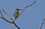 Cinnamon-banded kingfisher (Todiramphus australasia) 