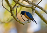 Timor Blue Flycatcher