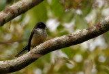 Northern Fantail