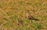 Australian Pratincole