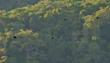 Sumba Hornbills