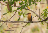 Cinnamon-bellied Kingfisher