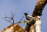 Pale-shouldered Cicadabird