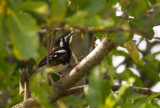 Chestnut-backed Thrush