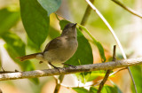 Sumba Jungleflycatcher (Russet-backed)