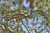 Helmeted Friarbird