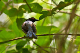 Fairy Bluebird, male