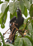 Black-Hornbill,fem