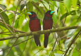 Black-red Broadbills