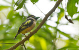 Black-yellow Broadbill