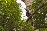 Bushy-crested Hornbill