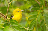 Common Iora