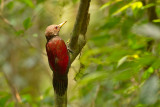 Maroon Woodpecker