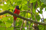 Diard's Trogon, male
