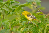 Common Iora