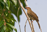 Red-eye Bulbul