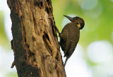 Buff-necked Woodpecker