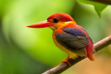 Rufous-backed Kingfisher