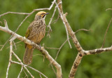 Straw-headed Bulbul