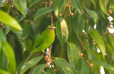 Lesser Green Leafbird