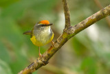 Mountain Tailorbird