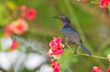 Copper-throated Sunbird, male