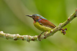 Red-throated Sunbird