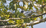 Sunda Cuckoo-Shrike