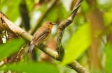 Sunda Blue Flycatcher, fem