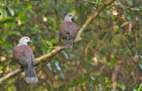 Mountain Imperial Pigeons