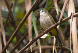 Pale-faced Bulbul (Flavescent)