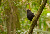 Bornean Whistling Thrush