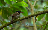 Scaly Kingfisher