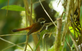 Rusty-bellied Fantail