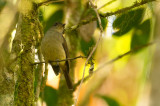 Matinan Flycatcher