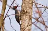 Ashy Woodpecker